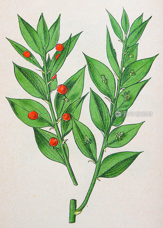 古董植物学插图:屠夫的扫帚，针叶Ruscus Aculeatus